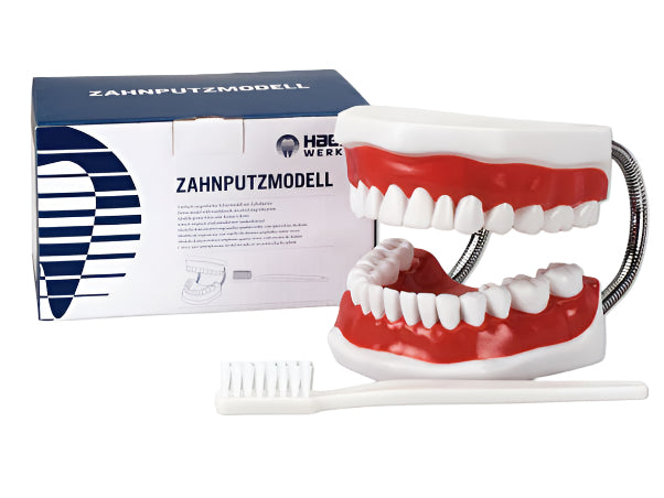 Toothbrushing Model