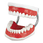 Toothbrushing Model
