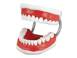Toothbrushing Model