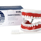 Toothbrushing Model